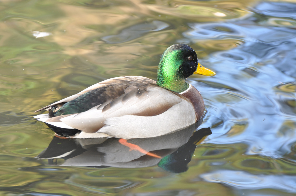 Like a Duck through Water