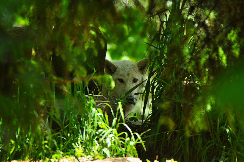 Wolf Through Trees